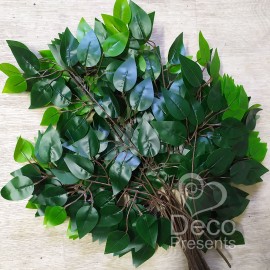 Гілки з зеленим листям фікуса
