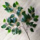 Гілки з зеленим листям фікуса