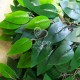 Ветки с зелеными листьями фикуса