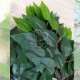 Ветки с зелеными листьями фикуса