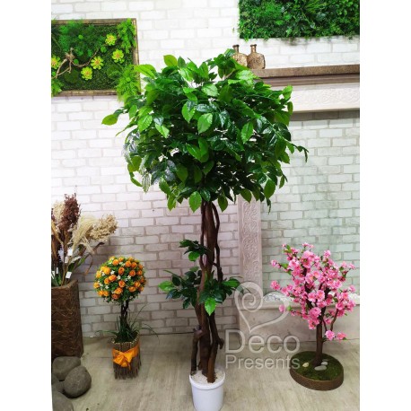 Декоративне дерево фікус зелений 170 см