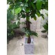 Фикус декоративное дерево 180 см в вазоне