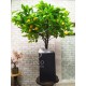 Дерево лимонне декоративне з плодами лимона 100 см