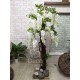 Гліцинія Вістерія дерево з білих квітів