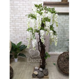 Глициния Вистерия дерево из белых цветов