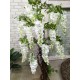Глициния Вистерия дерево из белых цветов