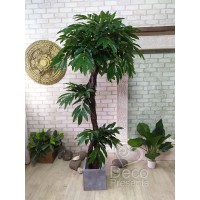 Декоративне екзотичне дерево 180 см Манго пальма