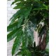 Декоративное экзотическое дерево 180 см пальма Манго
