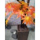 Клен осінній декоративне дерево у вазоні, клен бонсай