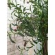Оливкове дерево №33-8 олійне дерево, маслина