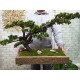Бонсай искусственный №97 декоративное дерево