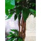 Декоративне мангове дерево №31 висота 2,2 метра