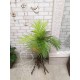 Гілка зі штучним пальмовим листям для декору