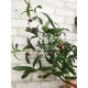 Декоративная оливковая ветка с листьями и оливками