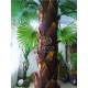 Пальма декоративна віялова висота 3 метри