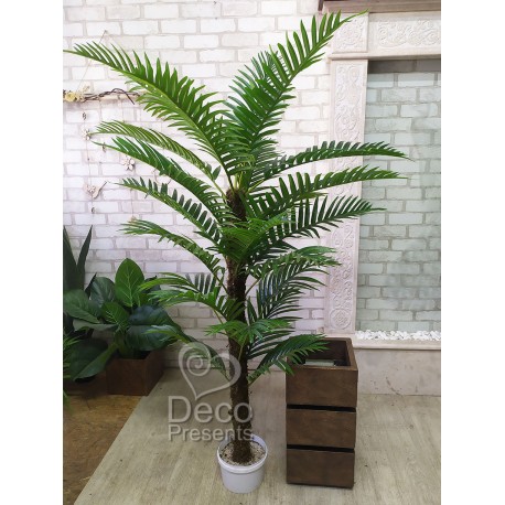 Декоративний пальмовий кущ заввишки 160-180 см