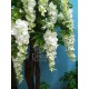 Декоративне дерево із білих квітів Вістерії 2 метри