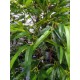 Штучне дерево Бамбукове