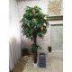 Декоративное Манговое дерево №31 высота 2,2 метра