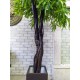 Верба декоративна у вазоні, висота дерева 2 метри