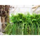 Композиция из растений с лианами №1 растения на подоконник