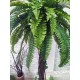 Декоративная пальма высотой 170 см для интерьера