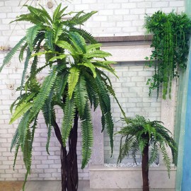 Декоративна пальма заввишки 2 метри з довгим листям
