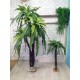 Декоративна пальма заввишки 2 метри з довгим листям