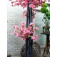 Велике дерево рожева сакура висота 2,5 метра