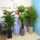 Декоративні вазони для рослин і дерев