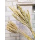 Пшениця в букеті природний сухоцвіт для декору