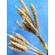 Пшеница в букете природный сухоцвет для декора