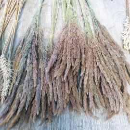 Колоски польових трав сухі для декору