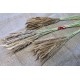 Колоски полевых трав натуральные сухие для декора