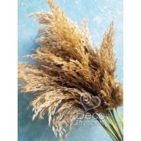 Сухоцвет натуральный пампасная трава для декора