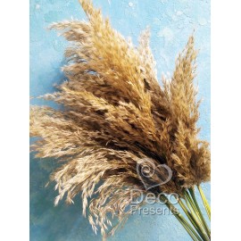 Сухоцвіт натуральний пампасна трава для декору