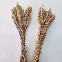 Пшеница в букете природный сухоцвет для декора