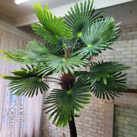 Декоративна пальма велика для басейну