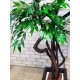 Декоративний фікус дерево бонсай для офісу