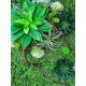 Картина №4 зі штучного моху та рослин