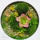 Картина №7 з рослин моху та сукулентів