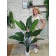 Банановая пальма (пальмовый куст) 150 см