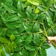 Ветки с искусственными листьями Вистерии