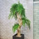 Искусственное дерево бонсай Ива светлая №158