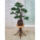 Декоративное дерево бонсай Сосна №159