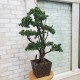 Декоративне дерево бонсай Сосна №159
