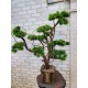 Декоративное дерево бонсай Кедр №161
