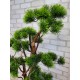 Декоративное дерево бонсай Кедр №161