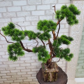 Декоративне дерево бонсай Кедр №161