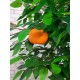 Декоративное фруктовое дерево Яблоня, Мандарин